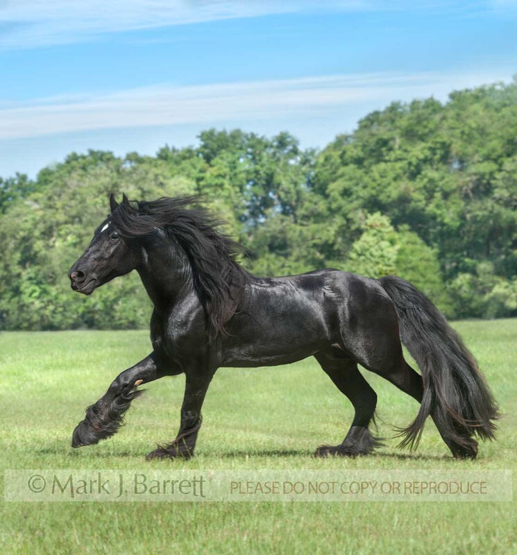 8605-37A.jpg :: adult male  black Gypsy Vanner Horse stallion runs in grass field with blue sky