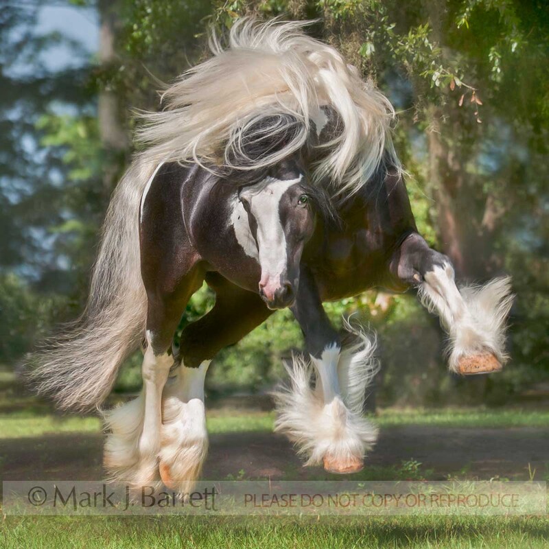 8606-34A.jpg :: adult Gypsy Vanner Horse stallion bucks and plays in green pasture