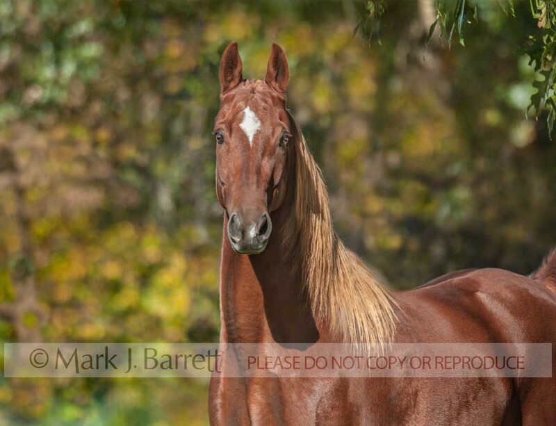 8608-15B.jpg :: Portrait of adult male Saddlebred Horse gelding portrait in field