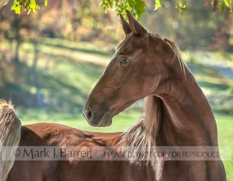 8608-16(1).jpg :: Saddlebred Horse gelding