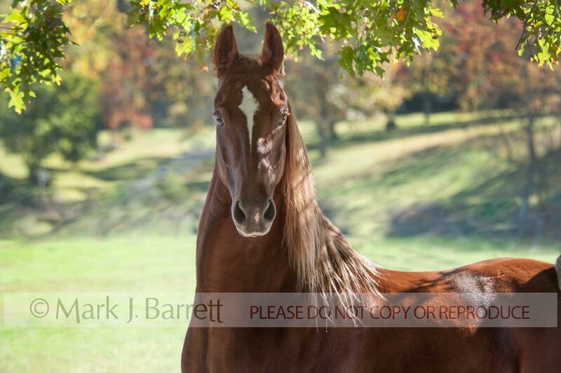8608-17A.jpg :: Portrait of adult male Saddlebred Horse gelding portrait in field