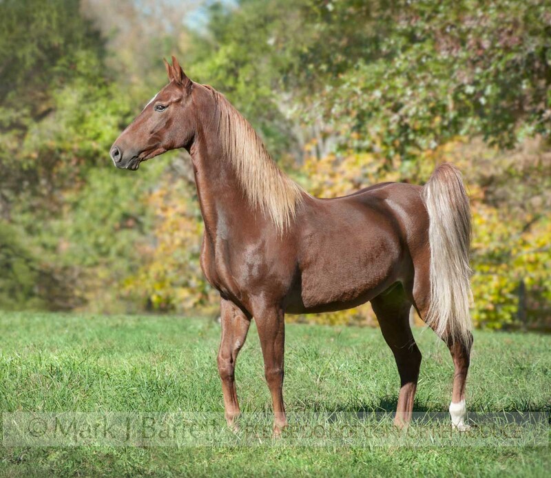 8608-1A(1).jpg :: Saddlebred Horse gelding