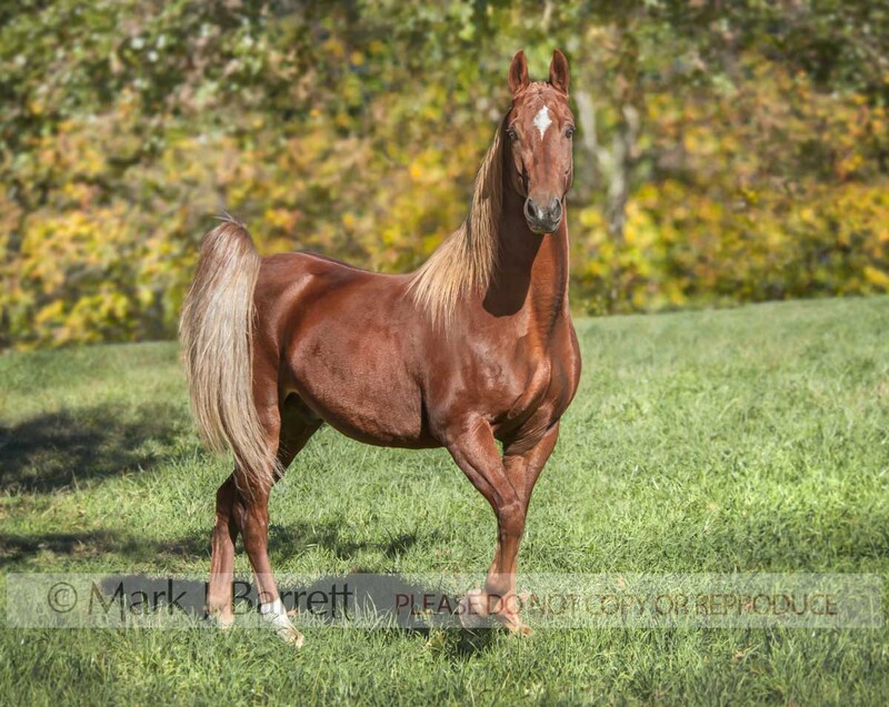 8608-3B.jpg :: Portrait of adult male Saddlebred Horse gelding portrait in field