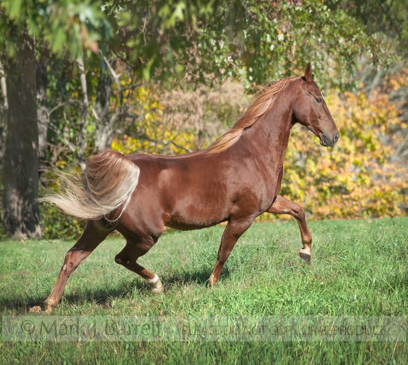 8608-6(2).jpg :: Saddlebred Horse gelding