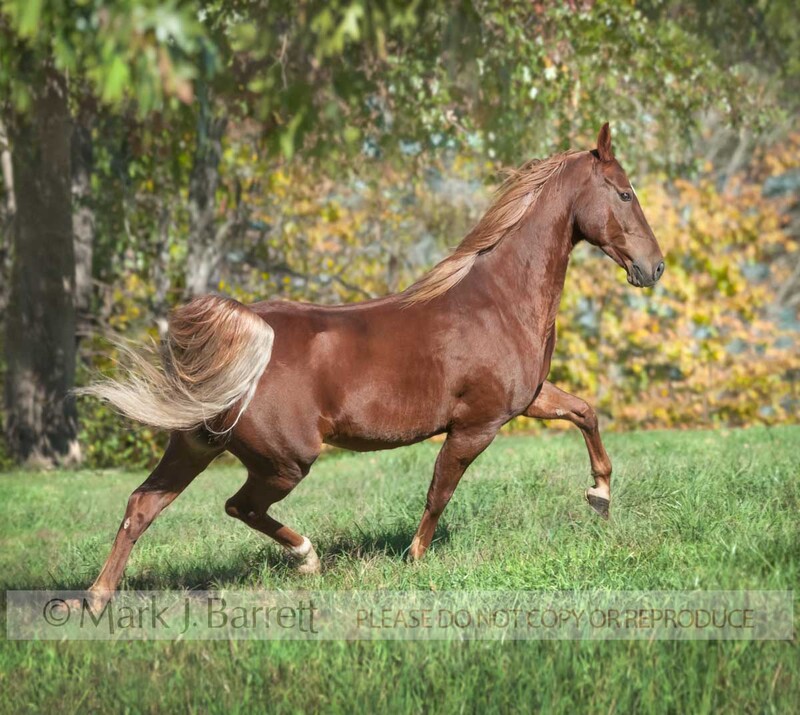 8608-6A.jpg :: Portrait of adult male Saddlebred Horse gelding portrait in field