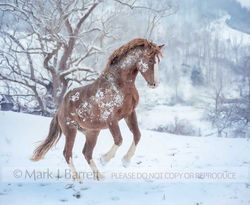 8609-10B.jpg :: Adult male Warmblood stallion in snowy field