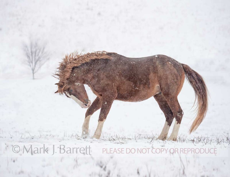 8609-13.jpg :: Warmblood stallion getting frisky in snow