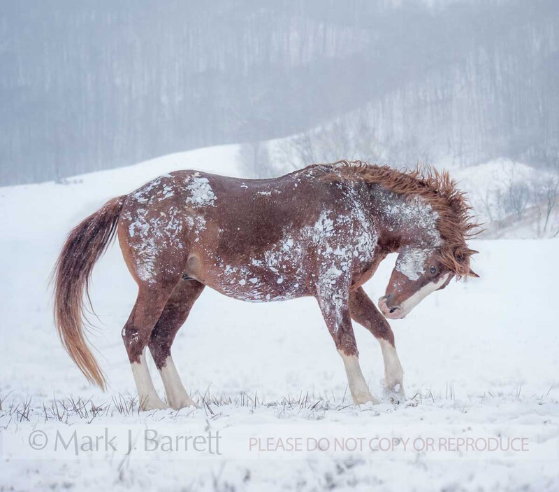 8609-13A(1).jpg :: Warmblood stallion in snow