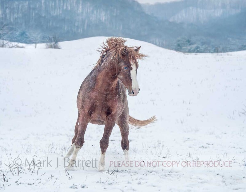 8609-17B(1).jpg :: Adult male American Quarter Horse stallion runs in snowey field.