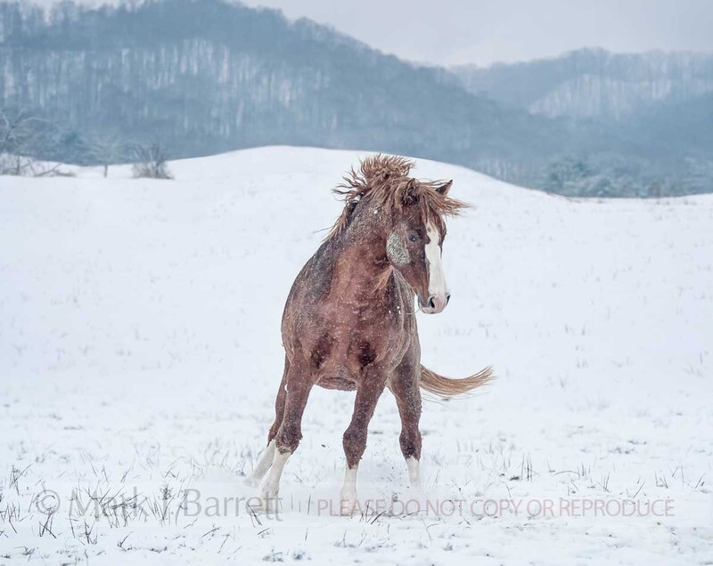 8609-17B.jpg :: Warmblood stallion getting frisky in snow