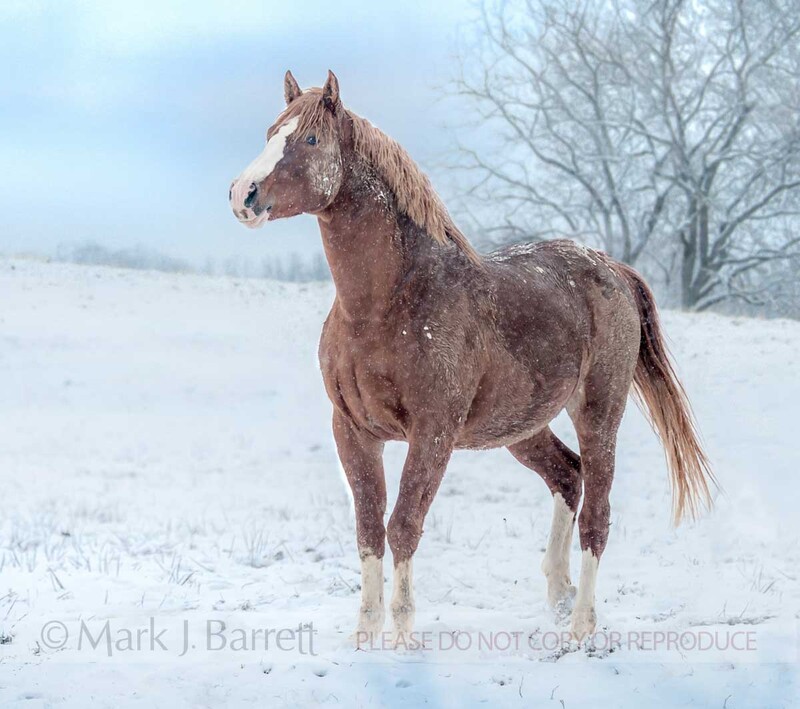 8609-18A1.jpg :: adult male Warmblood stallion getting frisky in snow field