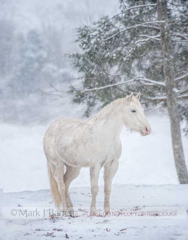 8610-18A.jpg :: adult male Appaloosa horse gelding in snowy field