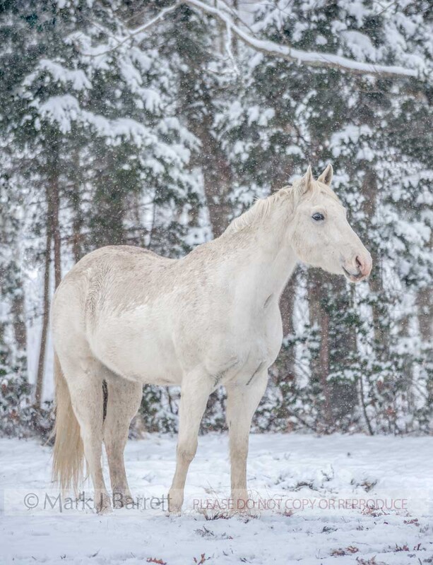 8610-1A.jpg :: adult male Appaloosa horse gelding in snowy field