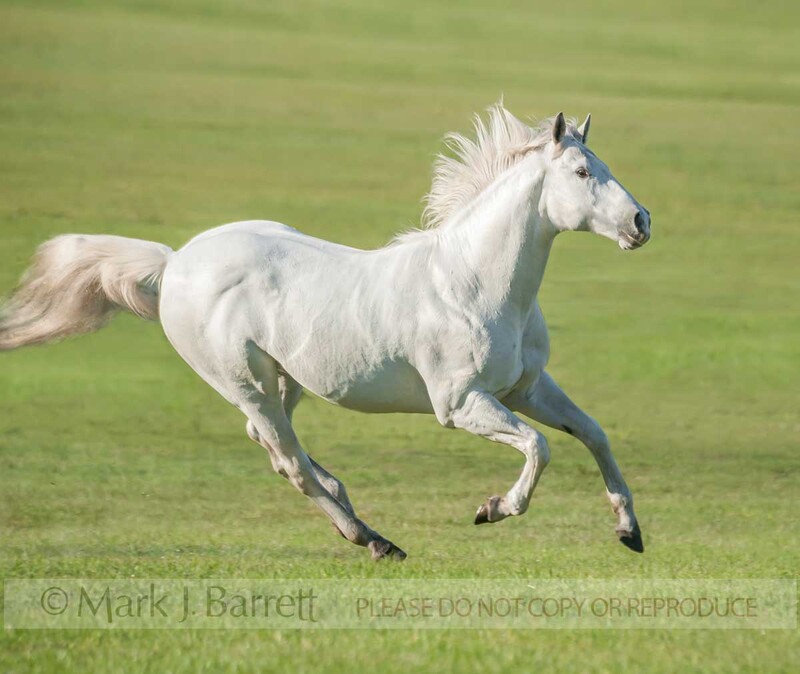 8615-14A(1).jpg :: Senior adult Quarter horse stallion gallops across green field