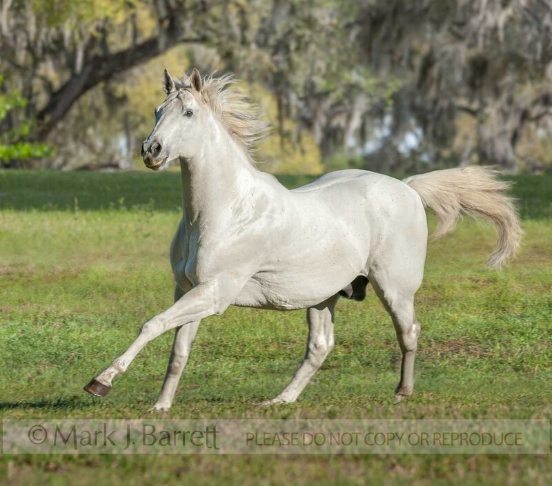 8615-18A(1).jpg :: 20 year old Quarter Horse stallion