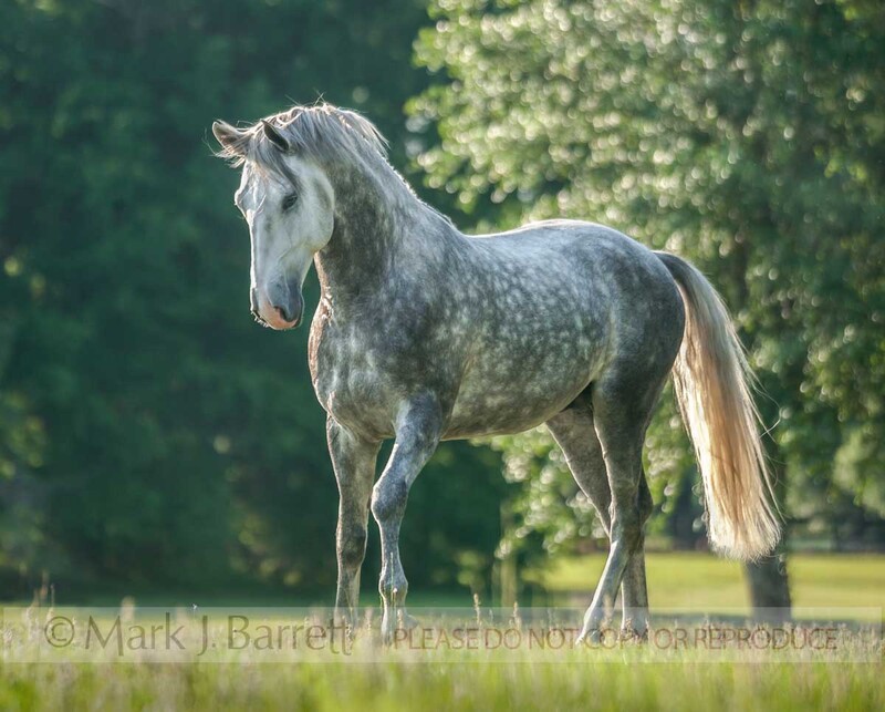 8616-25.jpg :: Four year old Lucitano stallion.