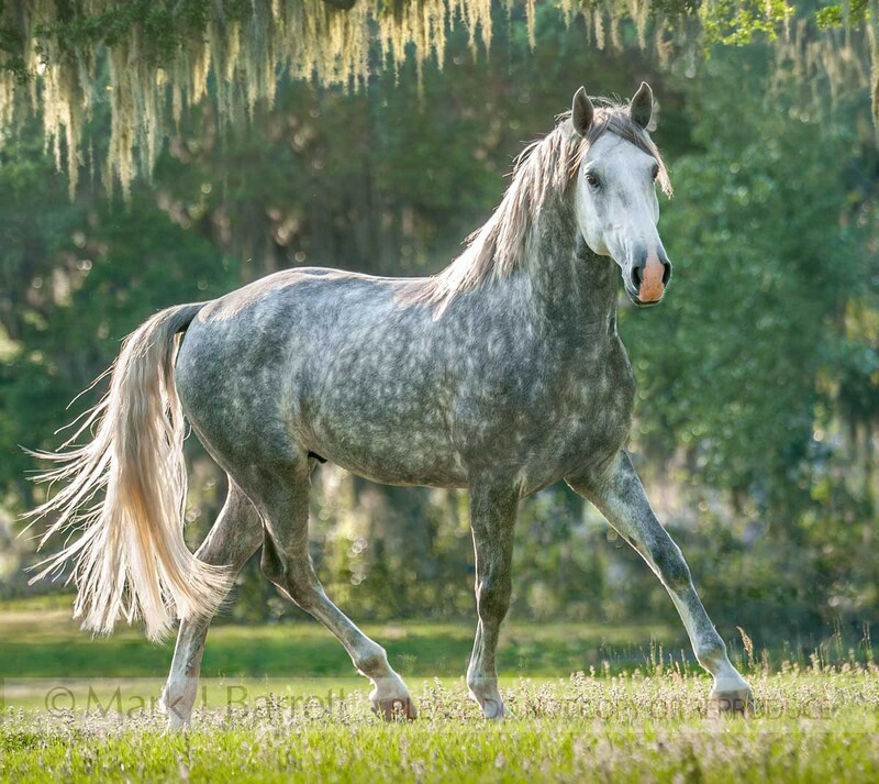 8616-49A(1).jpg :: Four year old Lucitano stallion.horse trots across green grass pasture framed by mossy Oak trees