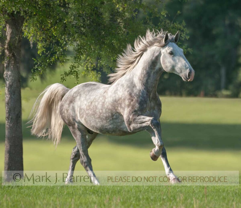 8616-50A.jpg :: young adult male Lucitano horse stallion runs across grass field with mane flying