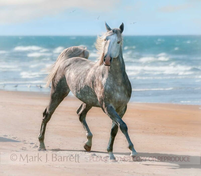 8616-55BL(1).jpg :: Lucitano stallion running on beach sand at Ormond Beach, Florida