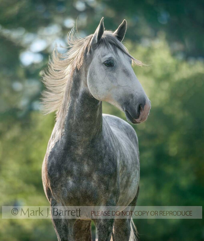 8616-5A.jpg :: young adult male Lucitano horse stallion head anf face with mane flying