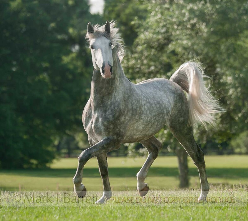 8616-76A.jpg :: Four year old Lucitano stallion.horse trots across green grass pasture.