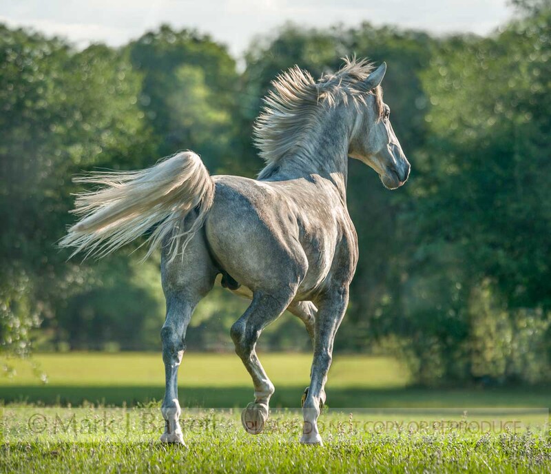 8616-78B(1).jpg :: Four year old Lusitano stallion. trots with energy in open pasture