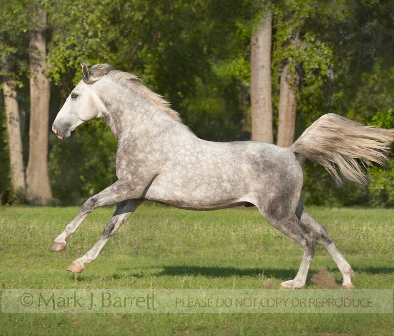 8616-88(1).jpg :: adult male Lucitano horse stallion. gallops across grass field
