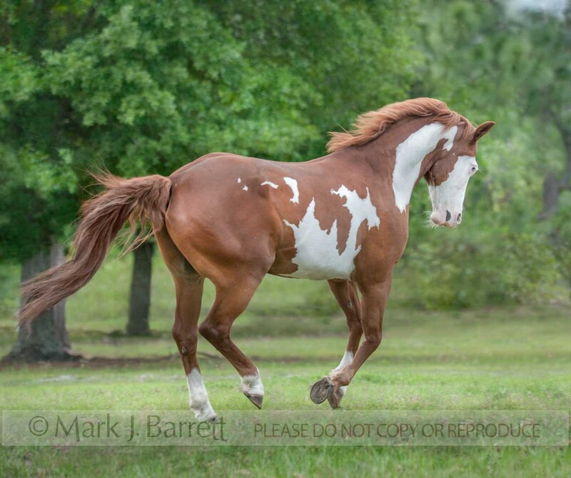 8618-22A(1).jpg :: Overo American Paint Quarter Horse stallion