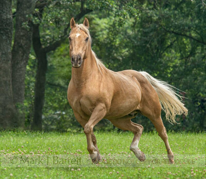 8626-8A(1).jpg :: Senior aged Quarter Horse gelding TROTS IN CLOVER FIELD