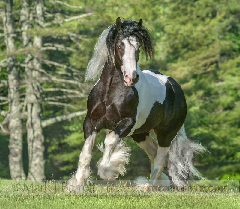 8628-52(1).jpg :: Gypsy Vanner Horse stallion
