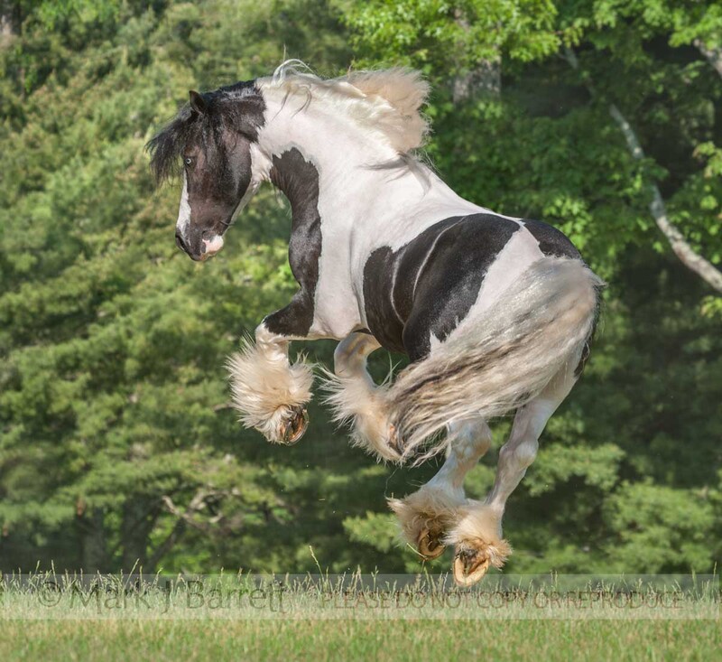 8628-53A(1).jpg :: enthusiastic adult male Gypsy Vanner Horse stallion jumps and romps in green field
