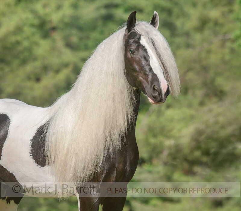 8629-17-1200 NEW-2.jpg :: adult male Gypsy Vanner Horse stallion head portrait