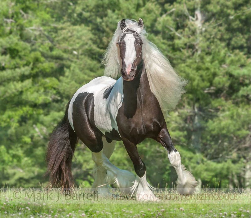 8629-50A.jpg :: adult male Gypsy Vanner Horse stallion trots  in green  field
