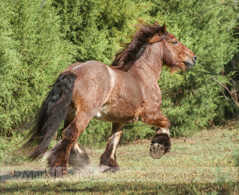 8630-13(1).jpg :: Ardennes Draft Horse stallion