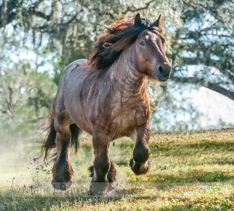 8630-5A(2).jpg :: Ardennes Draft Horse stallion