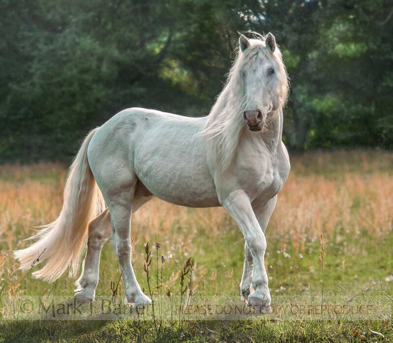 8631-23B.jpg :: American White Draft Horse adult male in meadow
