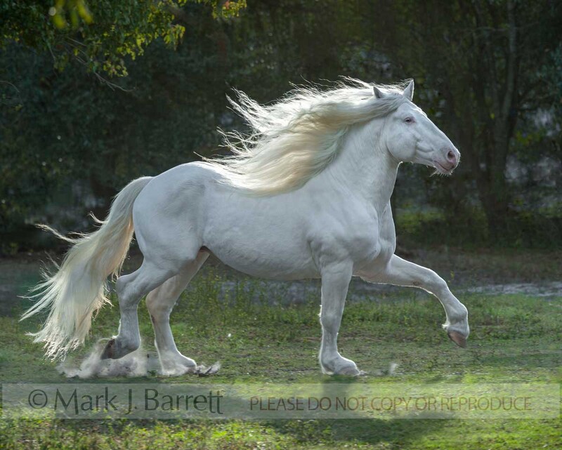 8631-38.jpg :: American White Draft horse stallion