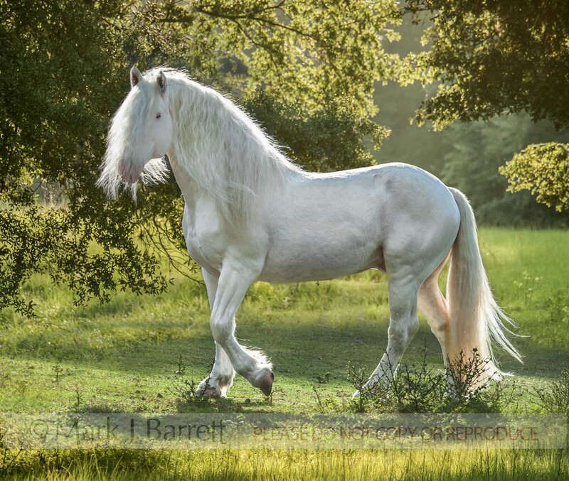 8631-42B(1).jpg :: American White Draft horse stallion