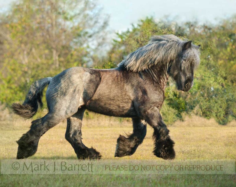 8632-19B(1).jpg :: Blue roan Brabant Draft Horse stallion