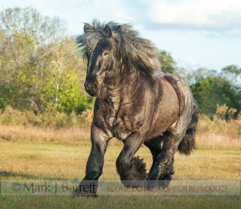8632-23A.jpg :: Blue roan Brabant Draft Horse stallion