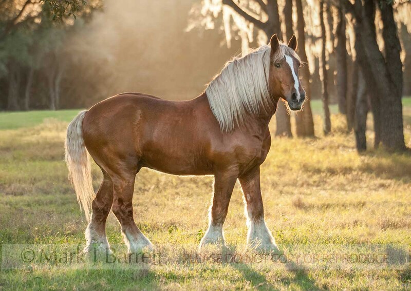 8633-1(1).jpg :: Belgian Draft Horse stallion