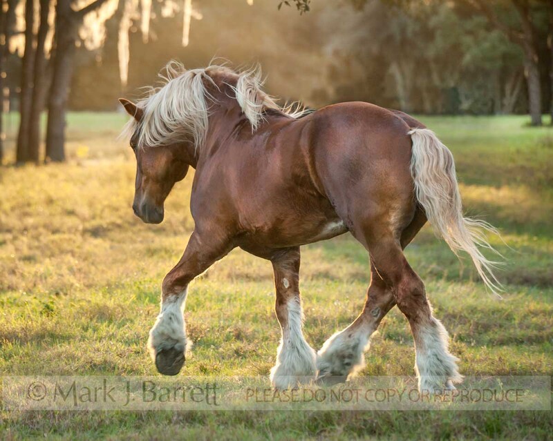 8633-7A.jpg :: Belgian Draft Horse stallion