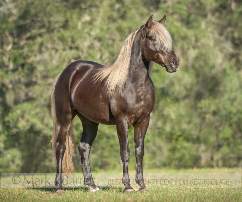 8634-10A.jpg :: Missouri Fox Trotter stallion