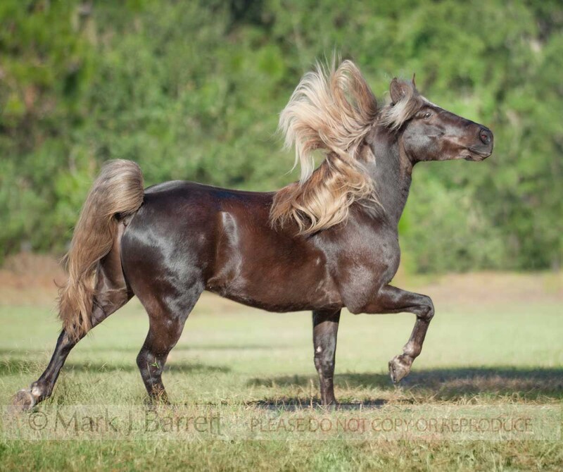 8634-32(2).jpg :: adult male Black silver dapple Missouri Foxtrotter stallion in garss field