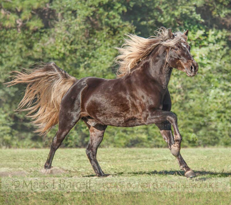 8634-40(1).jpg :: Missouri Fox Trotter stallion