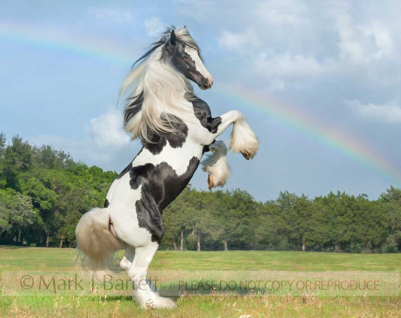 8637-6B.jpg :: Gypsy Vanner Horse stallion