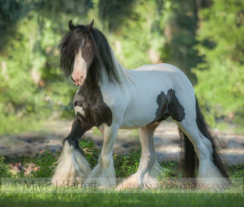 8641-27C.jpg :: 20 year old Gypsy Vanner Horse stallion