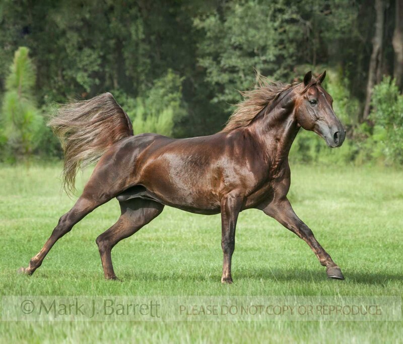 8643-14.jpg :: Missouri Fox Trotter stallion