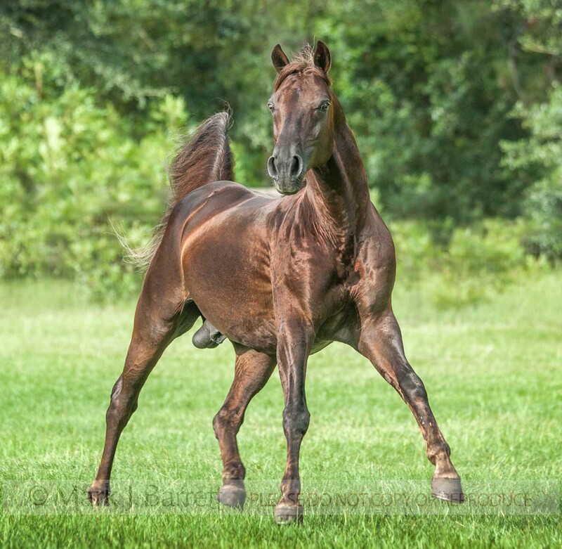 8643-25.jpg :: Missouri Fox Trotter stallion