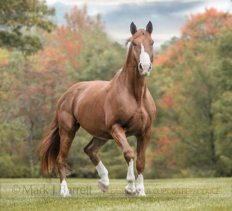 8644-11B.jpg :: Oldenburg gelding \
